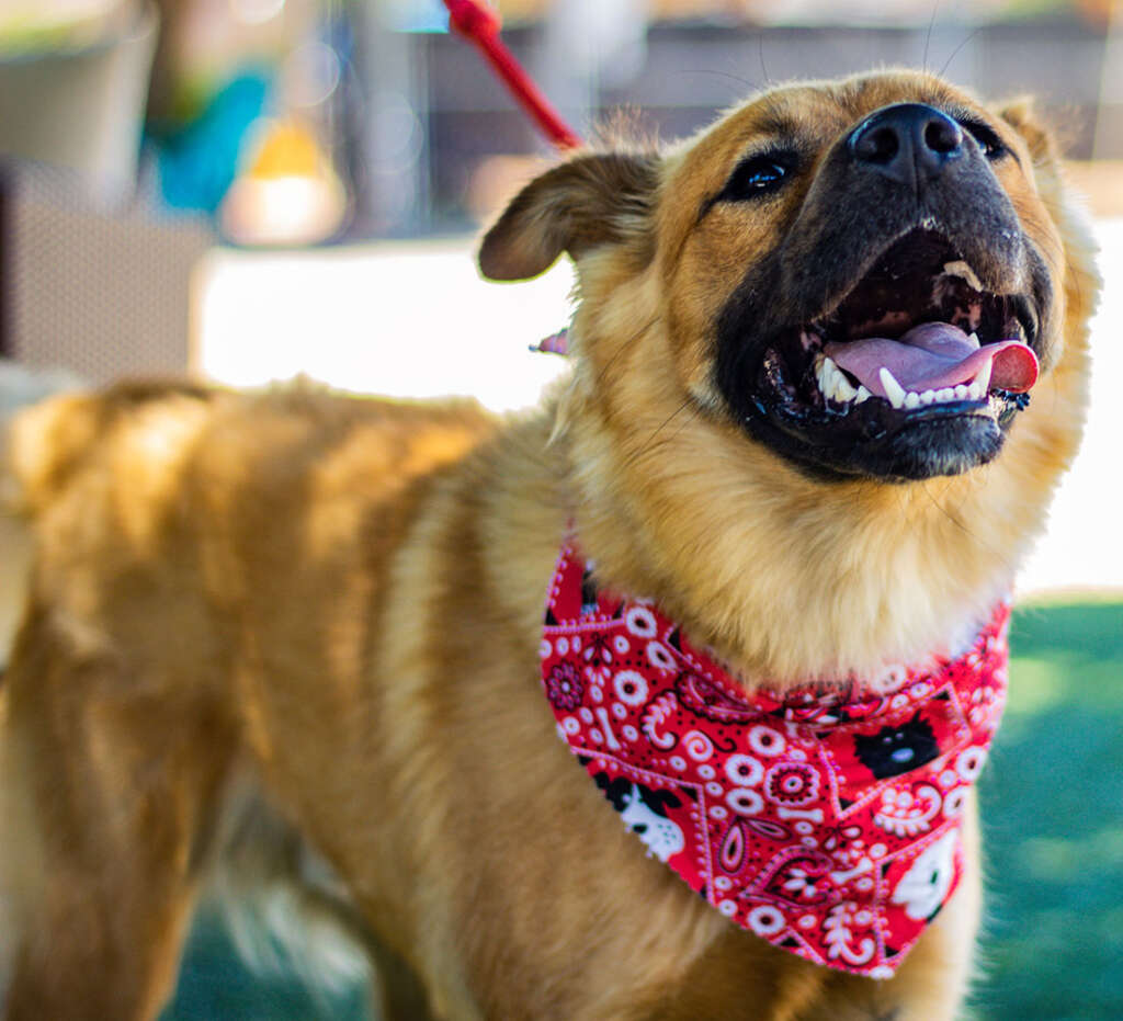 Rescue dog with red bandana going for a walk