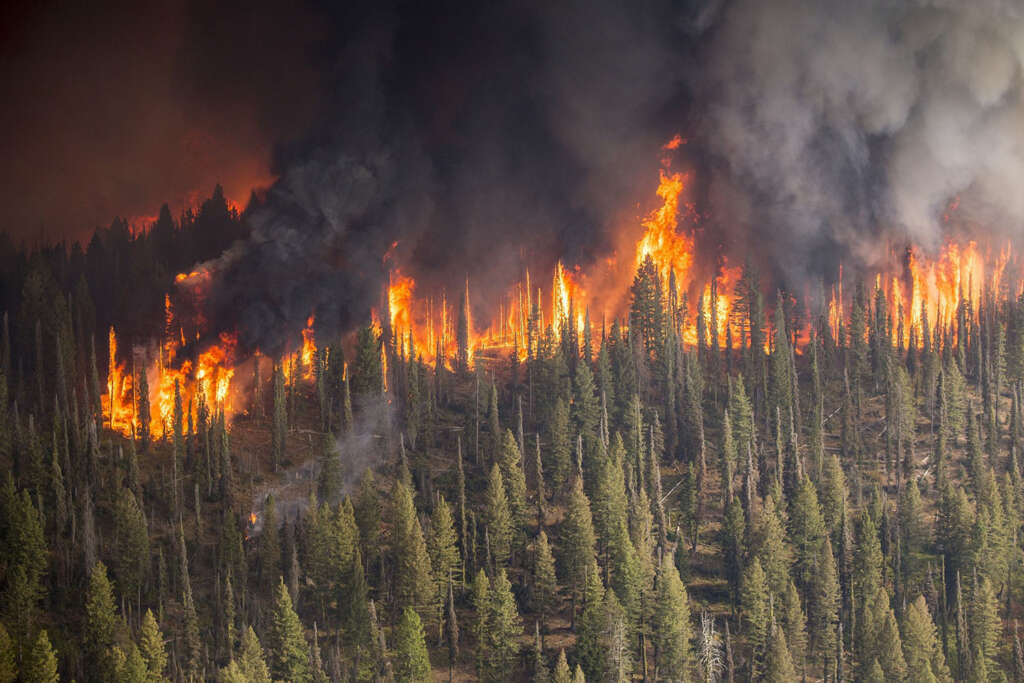 Wildfire burns on a forest hillshide