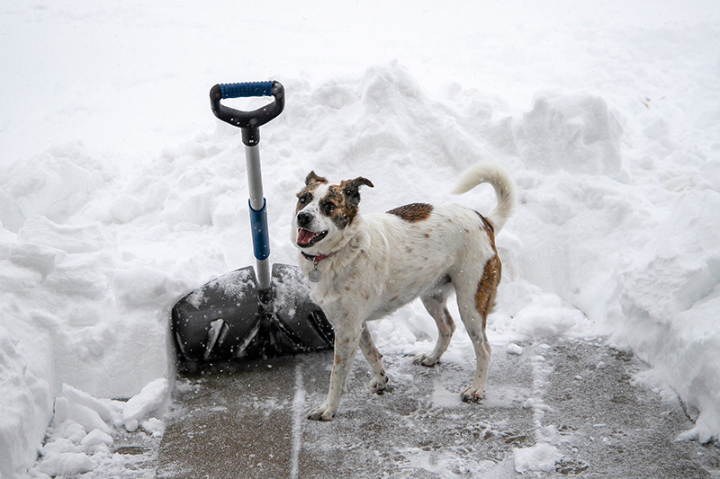 A dog stands with a snow shovel and sidewalk cleared with pet-friendly ice melt purchased as part of Winter Home Prep