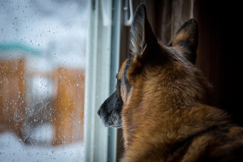 German Shepard Dog Looks out frosty window at winter landscape - 800