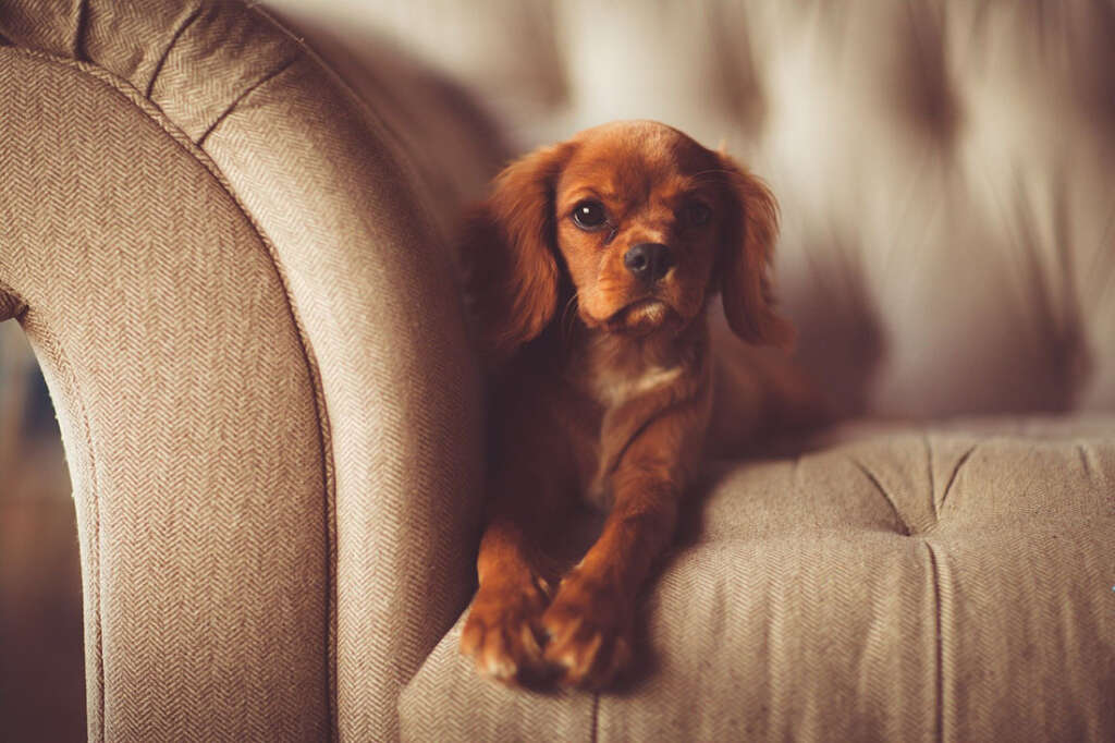 Adorable spaniel puppy sits innocently on sofa