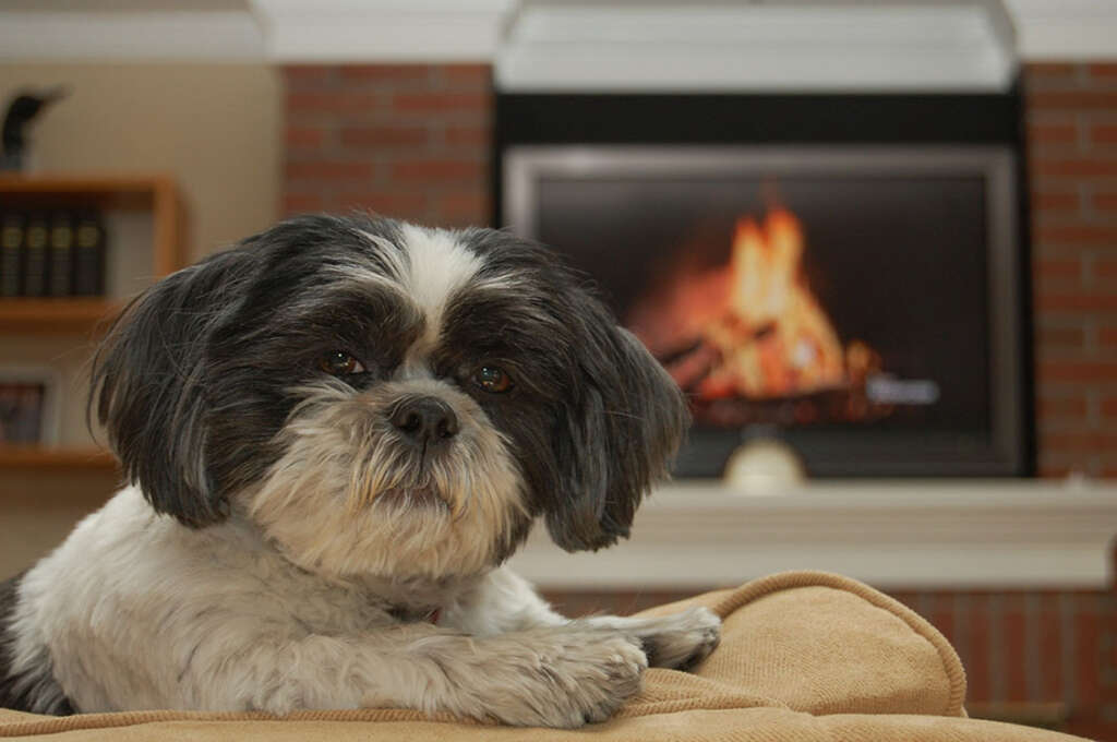 Shih-tzu looks curious in front of a gas fireplace