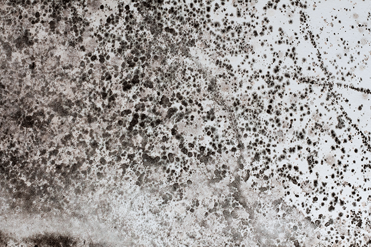Black Mold on a Wall
