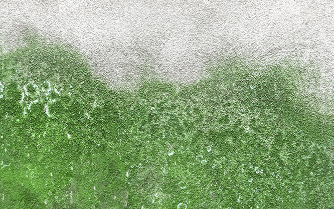 Green Mold and Moss on Wall