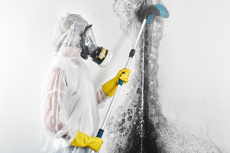 Professional remediator removes mold from a home