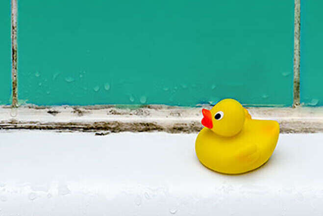 Rubber Ducky sits before a mildewed shower wall