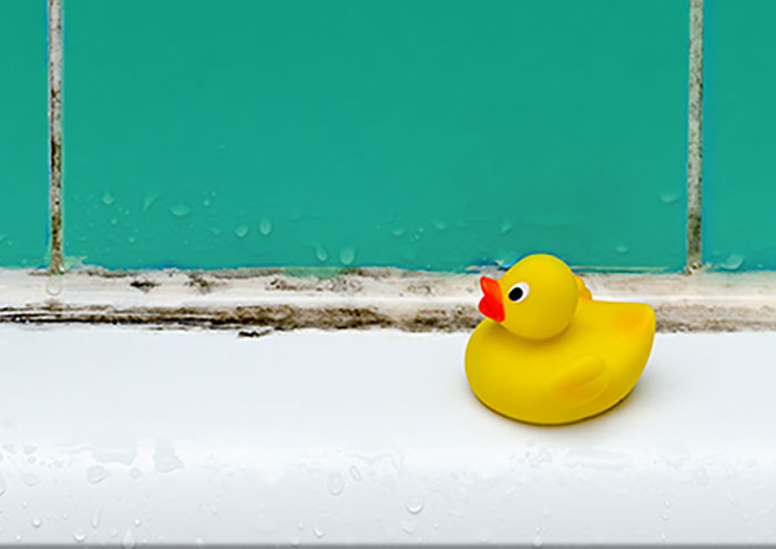 Rubber Ducky sits before a mildewed shower wall