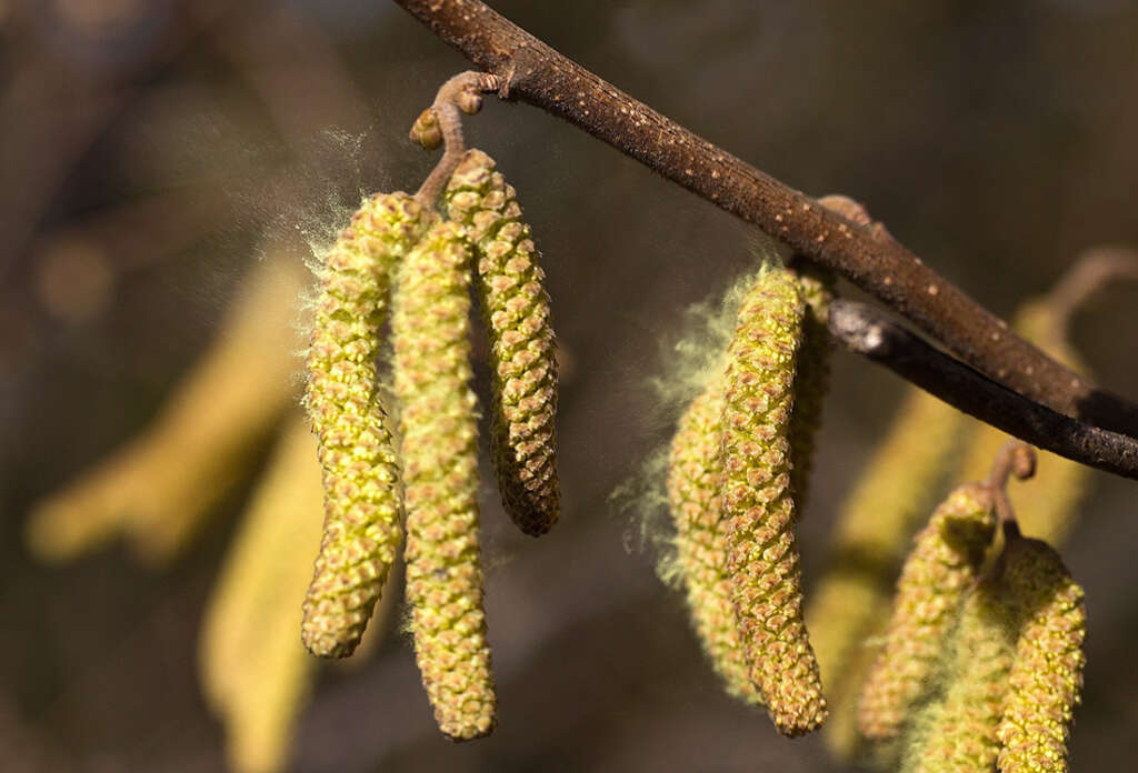 Pollen is a common asthma trigger