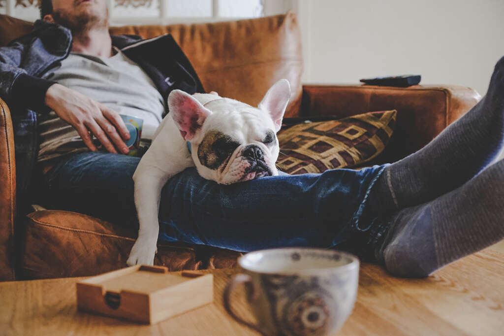 Man relaxes on sofa with french bulldog