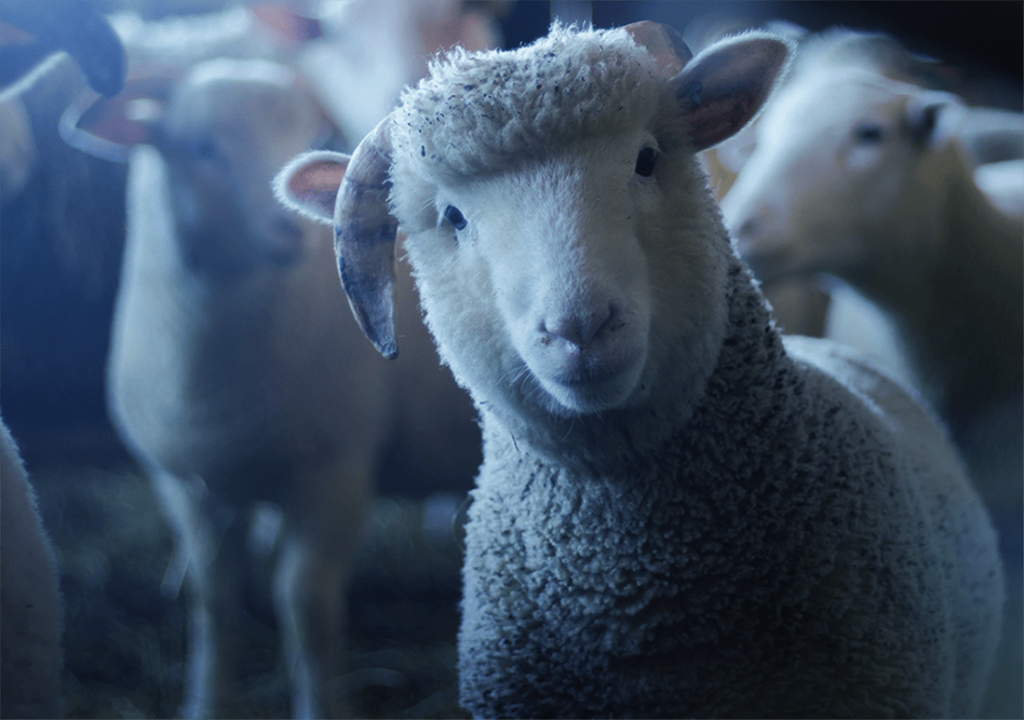 A counting sheep stares at the camera