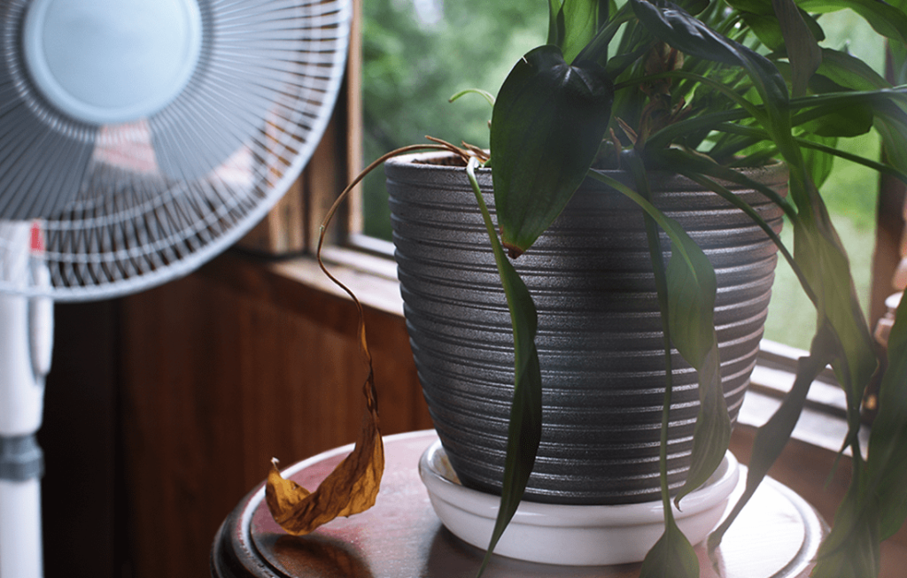 Tower fan with leafy green plant