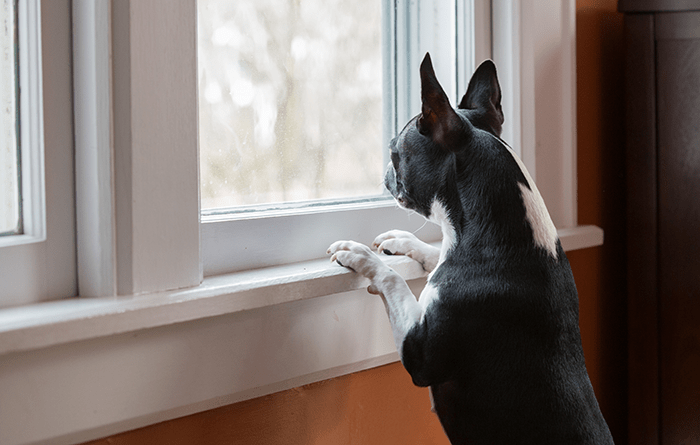 Staying indoors and keeping all your windows and doors closed is one of the easiest and best ways to protect yourself and your family from traveling wildlife smoke.