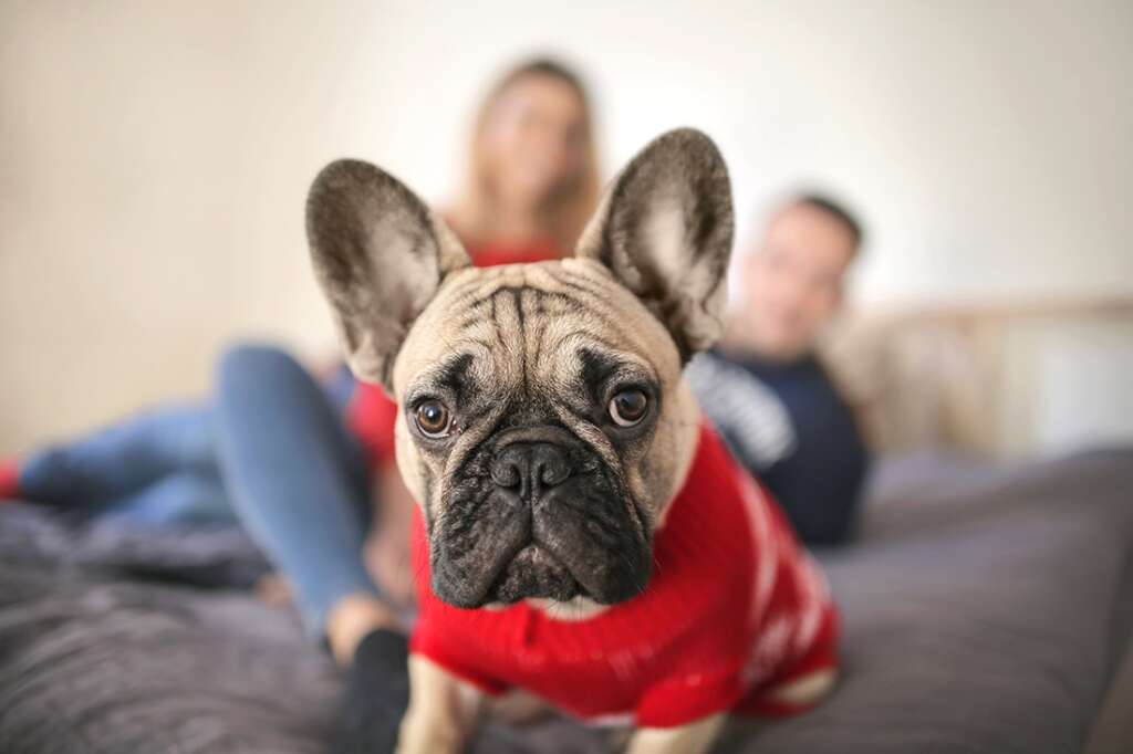 French-Bulldog-in-a-sweater-in-the-foreground-with-his-people-in-the-background