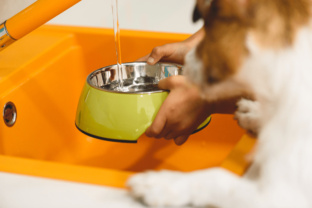 Dog watches his owner fill his water dish
